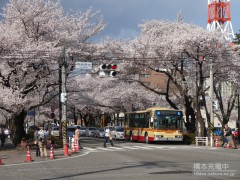 20140404sakura007