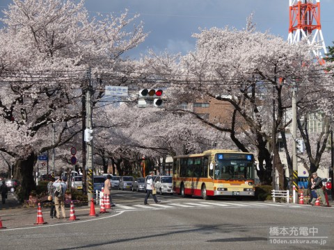 2014年相模原市民桜まつり直前 市役所前の桜の様子