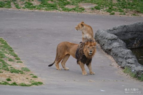 多摩動物公園 ライオン