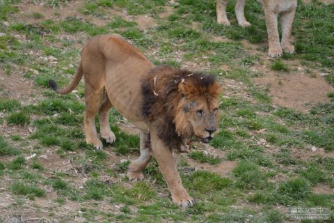 多摩動物公園 ライオン