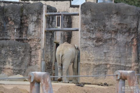 多摩動物公園 アフリカゾウ