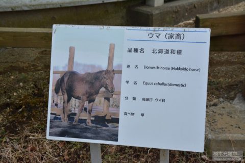 多摩動物公園 ウマ（北海道和種）