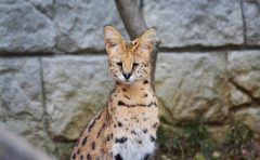 多摩動物公園 サーバルキャット アポロ