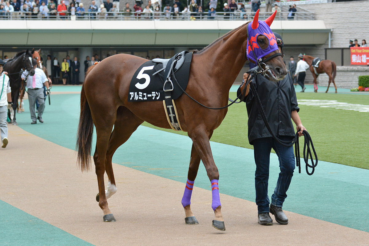 アルミューテン 2016/10/22 東京競馬場