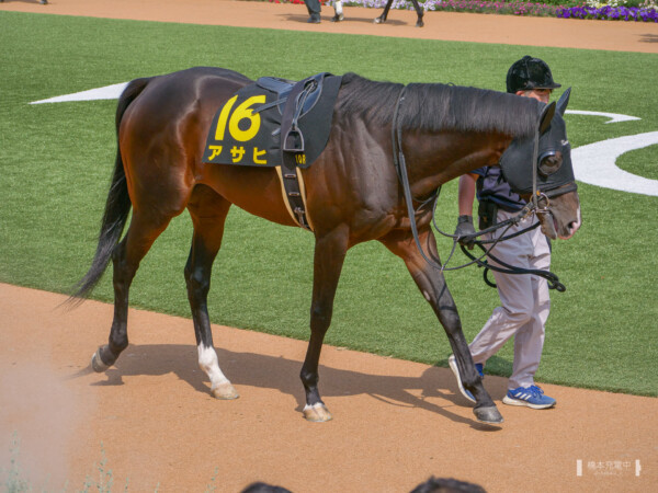 京都10R アサヒ